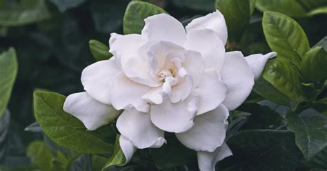 In florida, varieties of gardenia jasminoides are used almost exclusively. Uses And Benefits Of Gardenia Flower That You Never Heard ...
