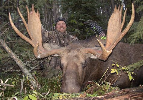 The big bull come off badly in comparison to scam 1992 both in tenor and tone, a muddled mix of. Pro tips for calling in big bull moose • Outdoor Canada