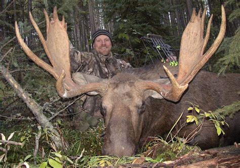 During his time as an evil king, big bull was confronted by ari and his companions and after a fierce battle was defeated and lost his title as an evil king and decided he would join their. Pro tips for calling in big bull moose - Outdoor Canada