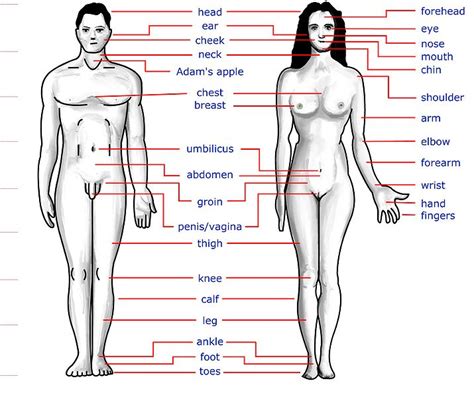 Private parts of the female anatomy are: Happy site of the Englishman: Partes del cuerpo