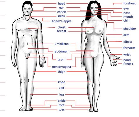 Mybodygallery is changing the way women see themselves one photograph at a time. Parts of the Human Body ~ deivam P Mohanraj