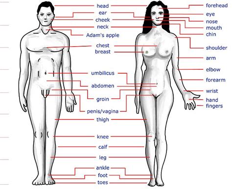 The nervous system a diagram of the main parts of a neuron overview of. Happy site of the Englishman: Partes del cuerpo