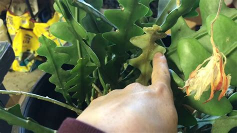 Really, looks like something made that thing up and sold it everywhere. Repotting My Overgrown Ric Rac Cactus - YouTube