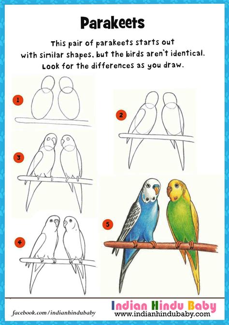 Set aside time to practice drawing like you would with piano practice. Teach your kid to draw and paint Parakeets with our simple ...