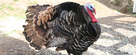 Find images of thanksgiving turkey. Where to Find a Fresh Turkey for Thanksgiving | Ellicott ...