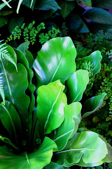 Maybe you would like to learn more about one of these? Pin by Sharon Gervais on Tropical Plants | Green leaves ...