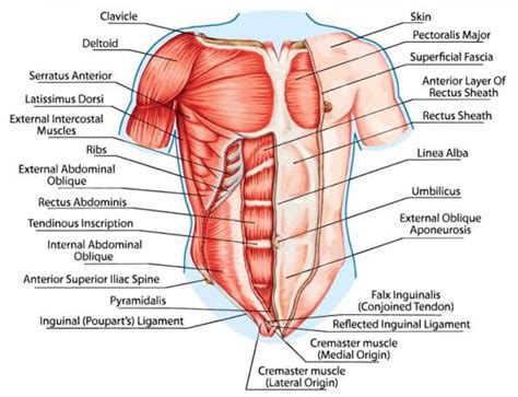 Start studying chest muscles anatomy. Create Muscular Balance With Unilateral Training | Chest muscles, Muscle diagram, Muscular system