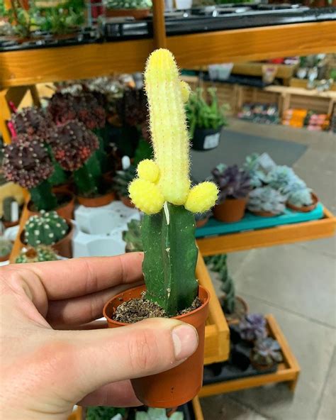A cactus is one of the easiest plants to grow in a pot indoors or outdoors. Just going to post this here and let you guys make your ...