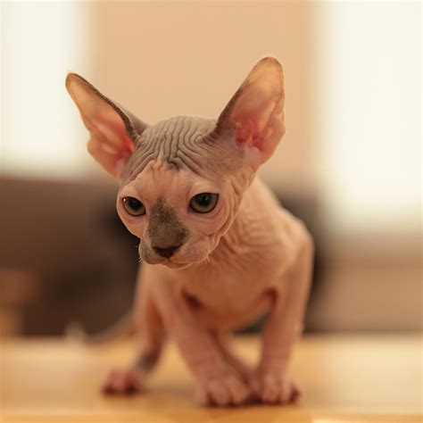 Our female black sphynx for adoption. Sphynx Kittens for Sale in New York | SPHYNX.NYC