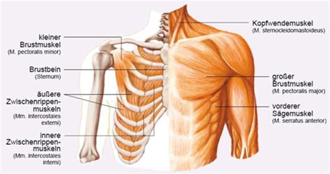 Kleiner brustmuskel, musculus pectoralis minor großer. Brustübungen