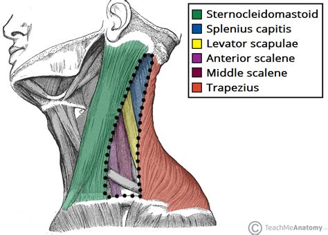 Human muscle system, the muscles of the human body that work the skeletal system, that are under voluntary control, and that are concerned with movement, posture, and balance. Posterior Triangle of the Neck - Subdivisions - TeachMeAnatomy