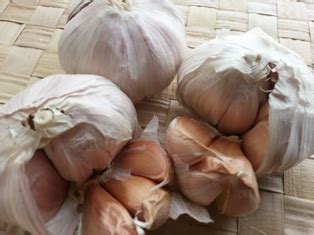 How long does a urinary tract infection last. Garlic Effective for Antibiotic-Resistant Urinary Tract ...