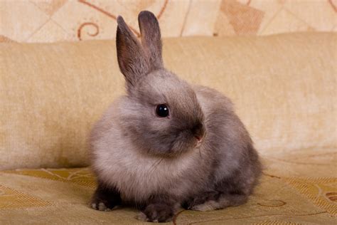 By now, you should have a good idea of whether a rabbit would be the right pet for you. آیا خرگوش حیوان خانگی مناسبی است؟ | You Can