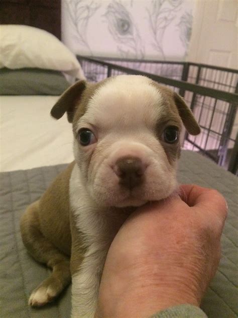 Boston terriers are our passion and health and character our main interest. Boston Terrier Puppies For Sale | Virginia Beach, VA #259150