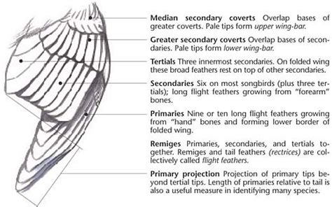 Feathers at the leading edge of the wing, covering the bases of the secondaries (shorter, upper arm feathers) and primaries wing feathers. 1000+ images about Carving Instruction on Pinterest