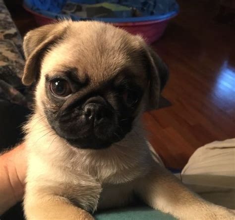 12 puppies, 5 males and 7 females. Puggle Puppies For Sale | Jacksonville, FL #216062