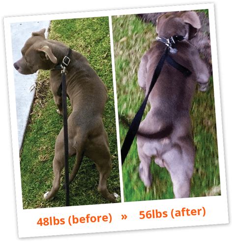 10.) apollo from bully plug — another example of what bully max can do for your dog. Bully Max Dog Food & Supplements - Official Website