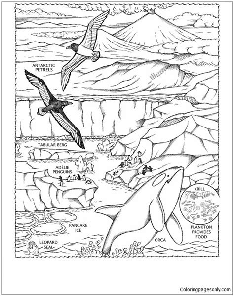Push pack to pdf button and download pdf coloring book for free. Leopard Seal coloring page - Free Coloring Library
