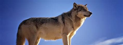 Maybe you would like to learn more about one of these? Traumdeutung: Traumdeutung der Wolf