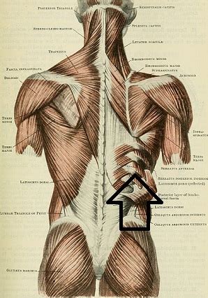 Anterior, lateral and posterior leg muscles. Anatomy Pictures Muscles And Bones Pdf Downloads - Print ...