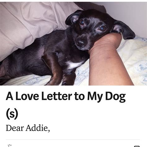 I saw a dog today. Today I Wrote an Ode to My Dog(s) on Medium!! | Dogs ...