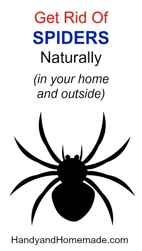 False black widow spiders are usually found in walls, fences and the bark of trees. How To Get Rid Of Spiders Naturally In Your Home And ...