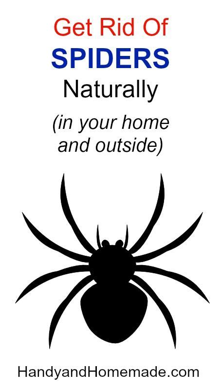 False widows (steatoda sp.) are sometimes confused for black widow spiders (latrodectus sp.) and are mistakenly thought to be as dangerous. How To Get Rid Of Spiders Naturally In Your Home And ...
