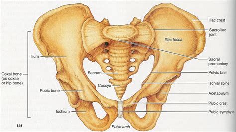 Here, we take a look of some areas that always make the biggest impression. Pelvis Anatomy - Recon - Orthobullets