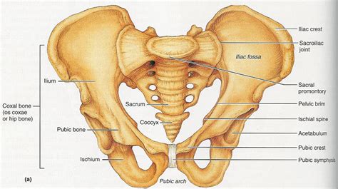 It provides a basic framework in form of skeleton on which everything is else is laid on and anchored to. Pelvis Anatomy - Recon - Orthobullets