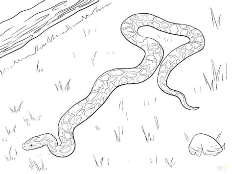 1200 x 900 png 58 кб. Diamondback Rattlesnake Coloring Page at GetColorings.com ...