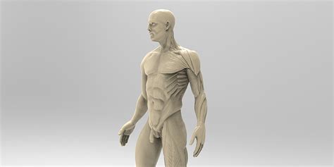The testes are responsible for. Man Anatomy - Blender Market