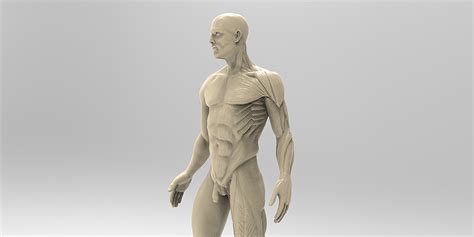 Front view, side view in full length. Man Anatomy - Blender Market