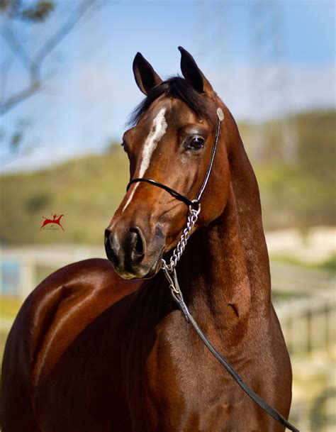 American heritage® dictionary of the english language. Noble Afire - Varian Arabians - Stallions at Stud, Horses ...