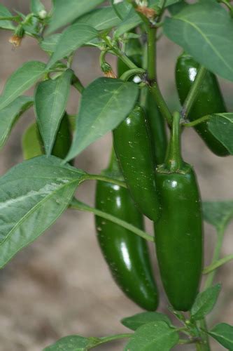 Perennial vegetable, usually grown as an annual. Growing Jalapenos in a Pot | Dengarden