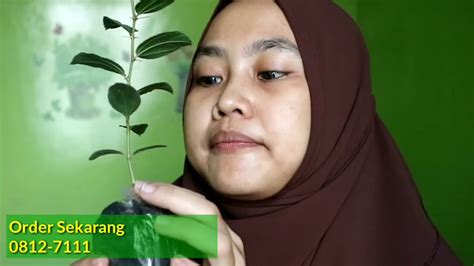 Bagi anda yang sudah terjangkit diabetes juga bisa mencoba daun ini sebagai obat alami. Serbuk Daun Bidara ( Asli 100%) - YouTube