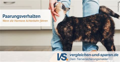 Ab wann sind die fellnasen geschlechtsreif? 15 HQ Pictures Ab Wann Sind Katzen Geschlechtsreif : So ...