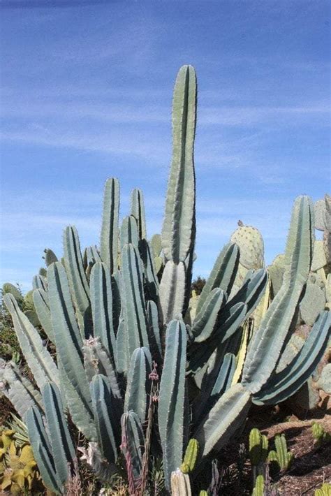 Using stem cuttings is the easiest method to propagate cereus because seed. Cereus Peruvianus & Monstrose aka Peruvian Apple ...