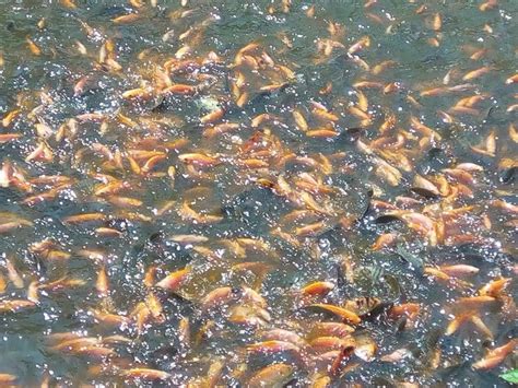 Cara budidaya ikan nila di kolam terpal, kolam tanah (air tenang), kolam beton, dan sistem bioflok agar cepat besar untuk pemula. Alasan Ikan Nila Tidak Mau Besar dan Cara Mengatasinya ...