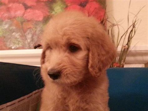We are a blue ribbon breeder with the goldendoodle association of north america (gana). Goldendoodle Puppies for Sale in Corona, California ...