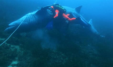 La posizione di questo npc è sconosciuta. Squalo elefante ritrovato a largo di Livorno | Il blog ...
