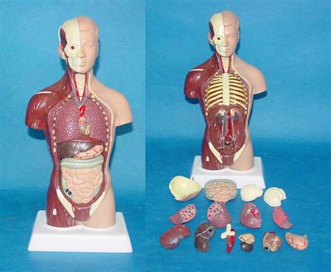 Unisex human torso anatomy model fit viscera heart brain skeleton medical study. Male Torso 15 Parts Mannequin 28cm Human Body Model Human ...