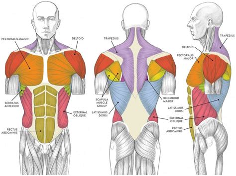 Related posts of anterior muscles of the torso. Muscles of the Neck and Torso - Classic Human Anatomy in ...