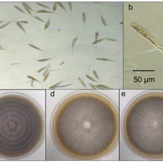 The conidia of alternaria triticicola, also found on wheat in india, differ in their greater length, often more than 100 mm (simmons, 2007), although prabhu and prasada (1970). Morphological performance of Alternaria solani. Conidia (a ...