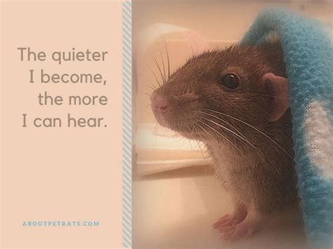 Hamsters are popular pets for children and adults alike. The quieter I become, the more I can hear | Pet rats, Pets ...