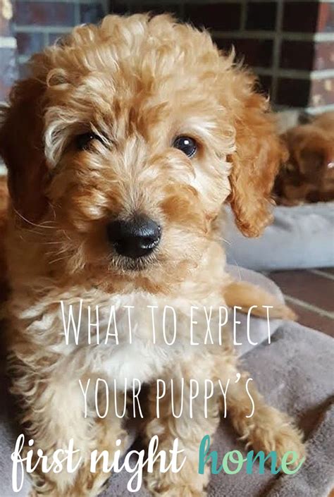 I am creating a life that feels good on the inside and it will turn into experiences that are good on the outside. What to expect for your puppy's first night home | First ...