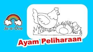 Ayam ayam yang gagah pdf. ayam: Mewarnai Gambar Ayam Jantan Dan Betina