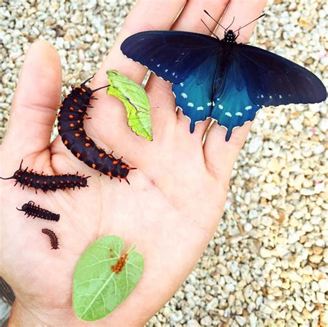 Swallowtail butterflies are large, colorful butterflies that form the family papilionidae. How one man repopulated a rare butterfly species in his ...