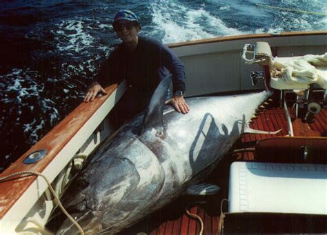 Free for commercial use no attribution required high quality images. 1,100 lb. Tuna caught of coast of Montauk, NY : pics