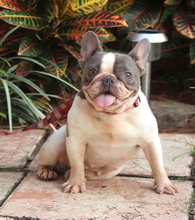 The french bulldog has the appearance of an active, intelligent, muscular dog of heavy bone, smooth coat, compactly built, and of brindle markings. =" Lollipop Lilac French Bulldog Female | lilac puppies ...