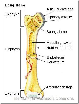 On examining a section of any bone, it is seen to be composed of two kinds of tissue, one of which is dense in texture, like ivory, and is termed if this be examined with a rather low power the bone will be seen to be mapped out into a number of circular districts each consisting of a central hole surrounded. Cross Section of a Bone - Biology Forums Gallery
